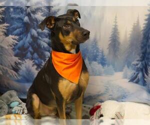 Doberman Pinscher-German Shepherd Dog Mix Dogs for adoption in Placerville, CA, USA