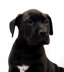 Medium Photo #1 Boxador Puppy For Sale in Richmond, IN, USA