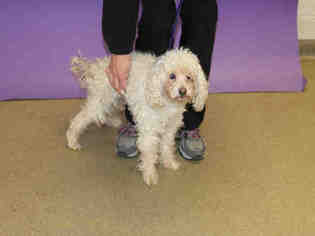Poodle (Toy) Dogs for adoption in Salt Lake City, UT, USA