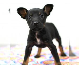 Rat-Cha Dogs for adoption in Morton Grove, IL, USA