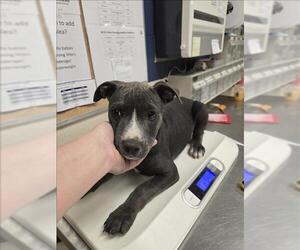American Pit Bull Terrier-Unknown Mix Dogs for adoption in Conroe, TX, USA
