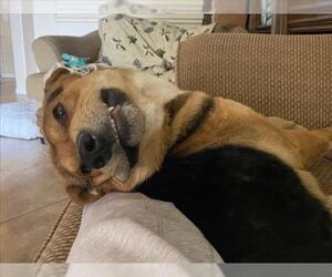 German Shepherd Dog-Unknown Mix Dogs for adoption in Las Vegas, NV, USA