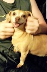 Chiweenie Dogs for adoption in Des Moines, IA, USA