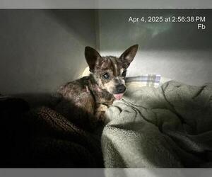 Chihuahua Dogs for adoption in Ocala, FL, USA
