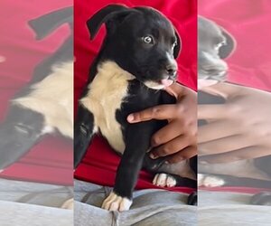 Borador Dogs for adoption in Colton, CA, USA