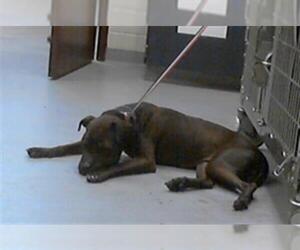 American Pit Bull Terrier-Unknown Mix Dogs for adoption in Fayetteville, NC, USA