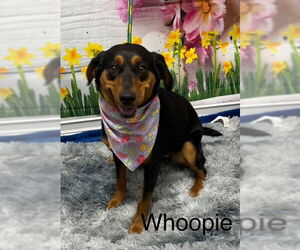 Mutt Dogs for adoption in Cottageville, WV, USA