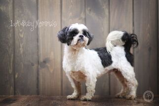Shih Tzu Dogs for adoption in Shreveport, LA, USA