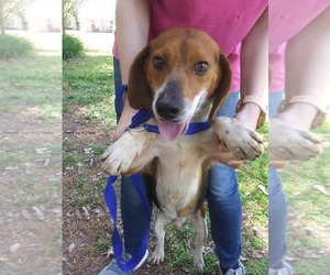 Beagle Dogs for adoption in Baraboo, WI, USA