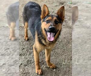German Shepherd Dog Dogs for adoption in Riverside, CA, USA