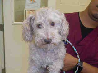 Poodle (Miniature) Dogs for adoption in Vero Beach, FL, USA