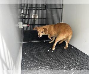 Chihuahua Dogs for adoption in Pasadena, CA, USA