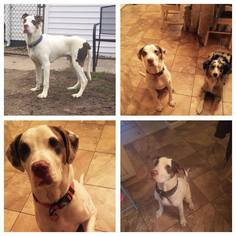 Lab-Pointer Dogs for adoption in Runnemede, NJ, USA