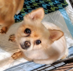Pomeranian Dogs for adoption in Bealeton, VA, USA