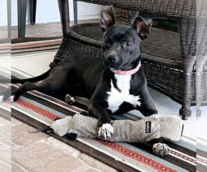 American Pit Bull Terrier-Unknown Mix Dogs for adoption in Melrose, FL, USA