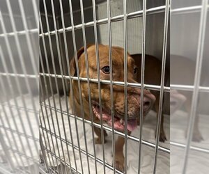 Mastiff Dogs for adoption in Tavares, FL, USA