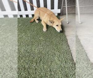 German Shepherd Dog-Unknown Mix Dogs for adoption in Modesto, CA, USA