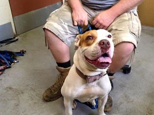 American Bulldog Dogs for adoption in Beckley, WV, USA