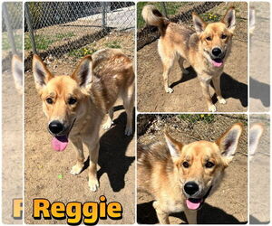 Mutt Dogs for adoption in Pierceton , IN, USA