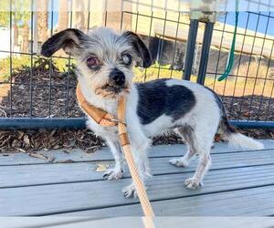 Mutt Dogs for adoption in Orange, CA, USA