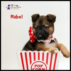 Medium Photo #1 German Shepherd Dog-Unknown Mix Puppy For Sale in Richardson, TX, USA