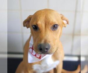 Labrador Retriever Dogs for adoption in San Antonio, TX, USA