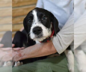 Border Collie-Unknown Mix Dogs for adoption in Enfield, CT, USA
