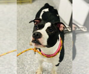 American Pit Bull Terrier Dogs for adoption in Westminster, MD, USA