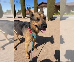 German Shepherd Dog-Siberian Husky Mix Dogs for adoption in HESPERIA, CA, USA