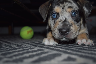 Catahoula Leopard Dog-Unknown Mix Dogs for adoption in Alexandria, VA, USA
