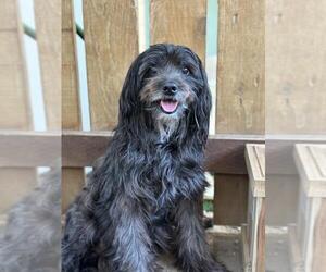 Lhasa Apso Dogs for adoption in Santa Barbara, CA, USA