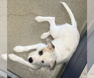 Mutt Dogs for adoption in Sterling, MA, USA