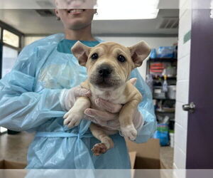 Mutt Dogs for adoption in Raleigh, NC, USA