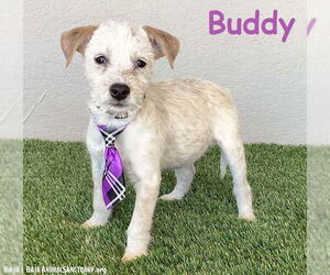 Mutt Dogs for adoption in San Diego, CA, USA