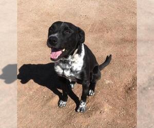 Mutt Dogs for adoption in Oro Valley, AZ, USA
