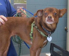Chipin Dogs for adoption in Johnson City, TN, USA