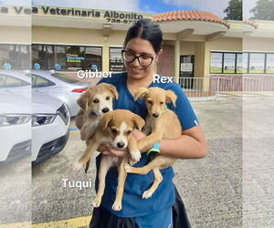 Retriever -Unknown Mix Dogs for adoption in Virginia Beach, VA, USA