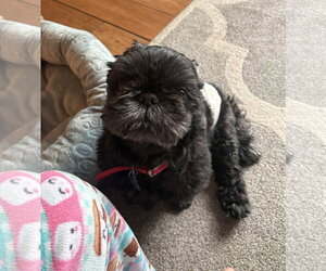 Shih Tzu Dogs for adoption in Cliffwood, NJ, USA