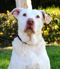 Lab-Pointer Dogs for adoption in El Cajon, CA, USA