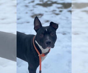American Pit Bull Terrier Dogs for adoption in Louisville, KY, USA