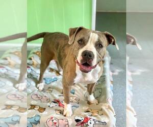 American Pit Bull Terrier-Unknown Mix Dogs for adoption in Spring Lake, NJ, USA