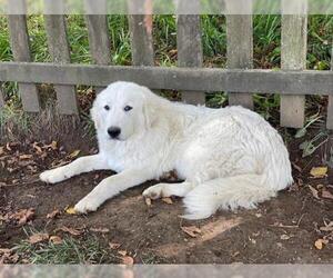 Great Pyrenees Dogs for adoption in Crystal, MN, USA