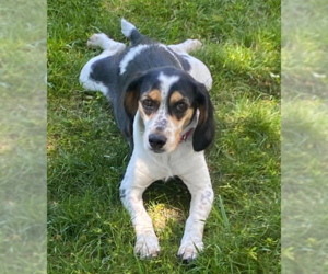 Bocker Dogs for adoption in Brooklyn Center, MN, USA