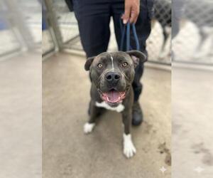 Mutt Dogs for adoption in Chula Vista, CA, USA