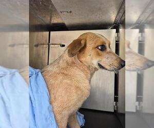 Mutt Dogs for adoption in San Antonio, TX, USA