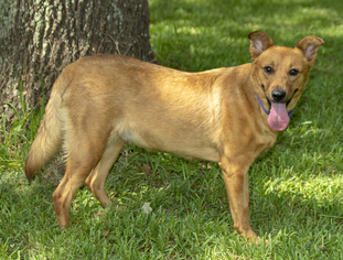 Australian Shepherd-German Shepherd Dog Mix Dogs for adoption in Santa Fe, TX, USA