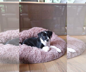 American Pit Bull Terrier Dogs for adoption in La Vergne, TN, USA