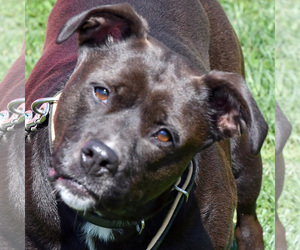 Small American Staffordshire Terrier-Chocolate Labrador retriever Mix