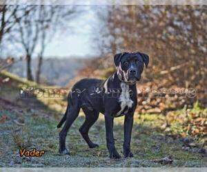 Mastiff Dogs for adoption in Mt Carmel, PA, USA