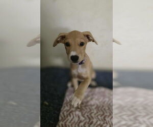 Doberman Pinscher-Labrador Retriever Mix Dogs for adoption in Aurora, IN, USA